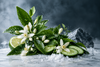 A styled arrangement of fresh green citrus leaves, white blossoms, cucumber slices, a lime wedge, and coarse salt crystals on a marble surface with a dark smoky background.
