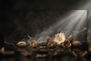 Musk collection image with ambrette seeds and blossoms